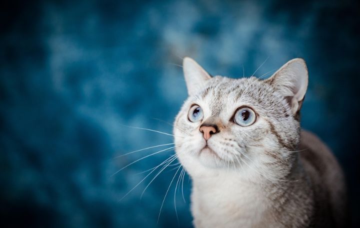 Blog image:  Any excessive intraday strength could be a mere dead-cat-bounce. 